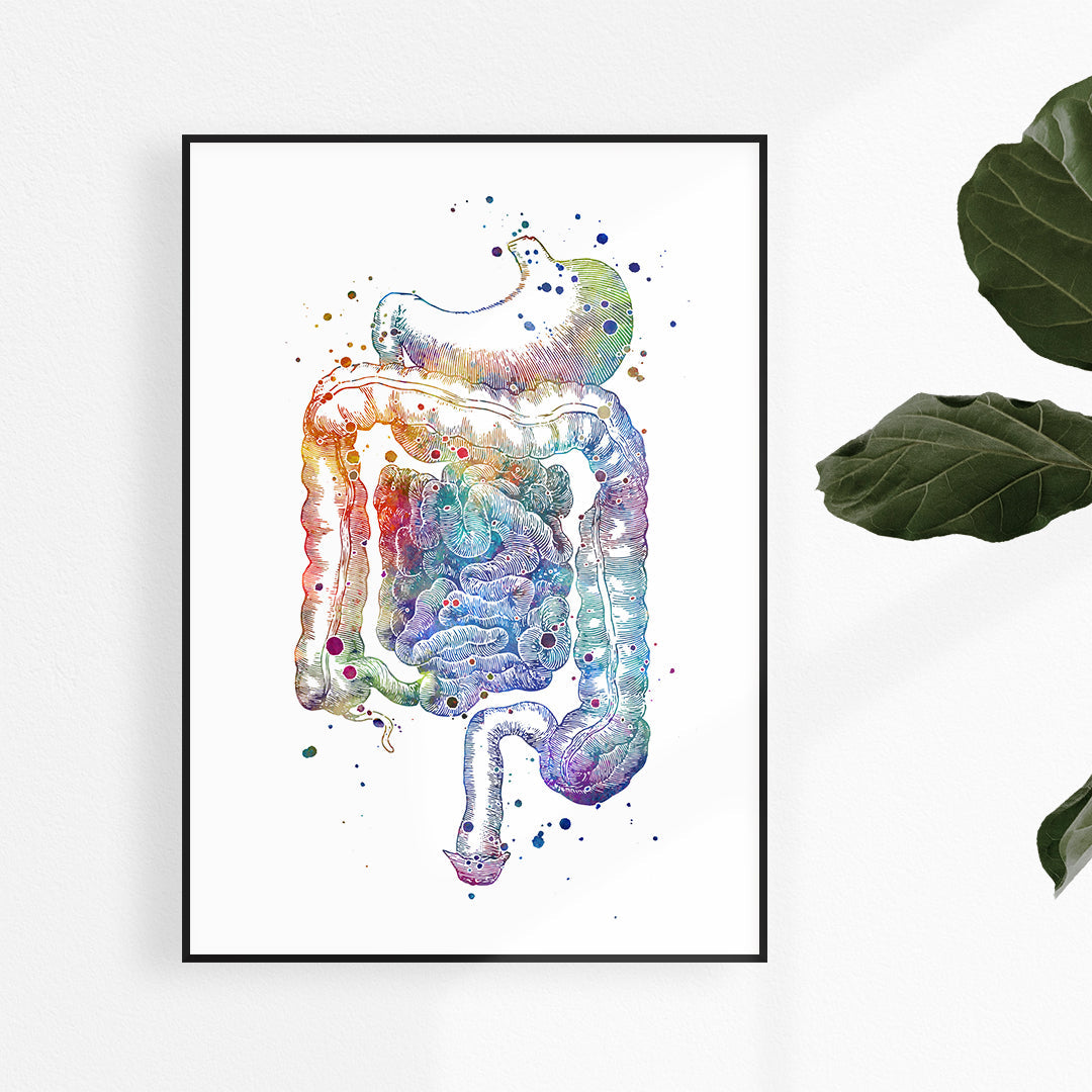 Digestive System Internal Organs Anatomical | PrintsFinds