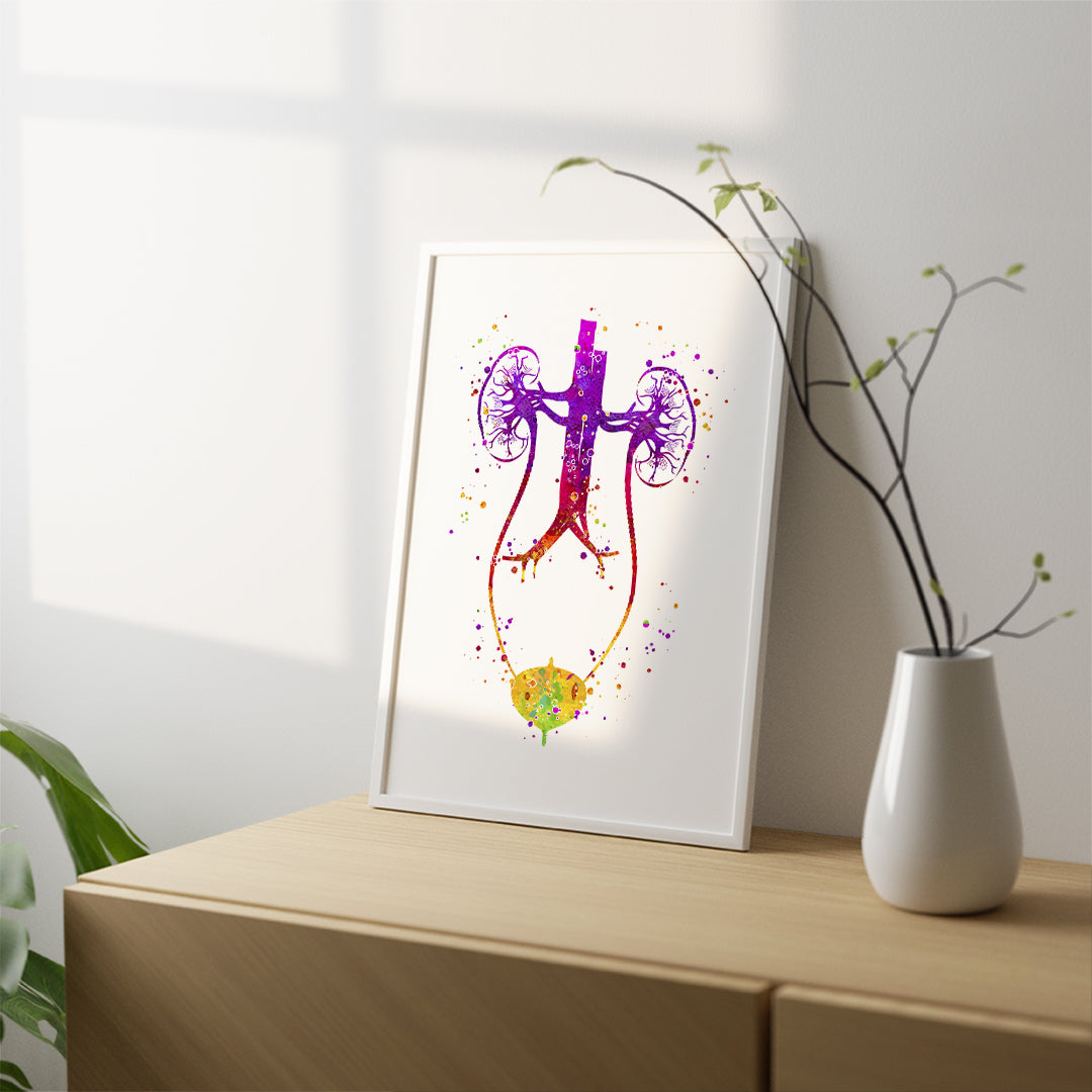 Anatomical urinary system watercolor art, ideal for urologists, medical offices, and educational settings.