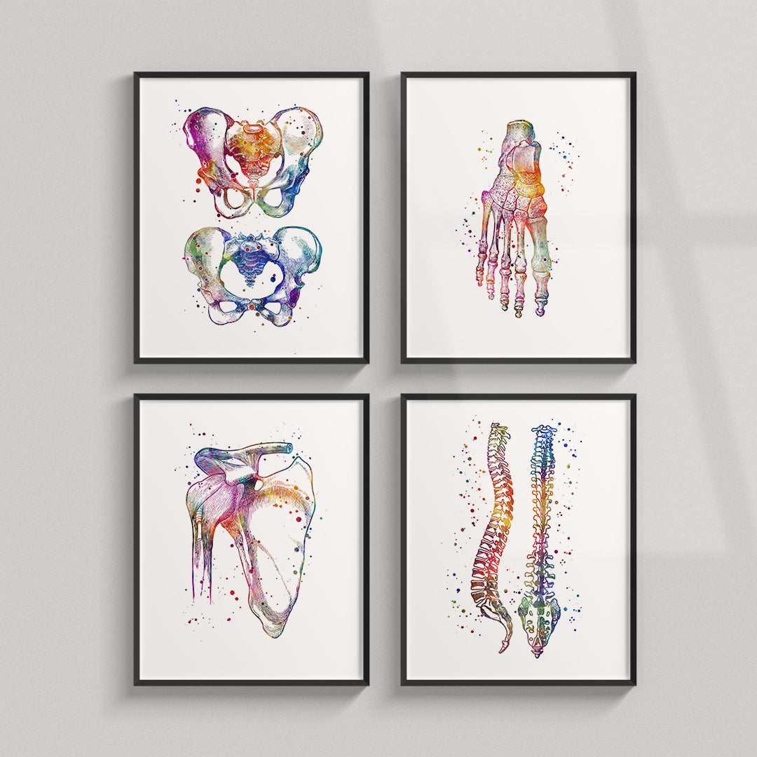 Anatomical Set of 4 Colorful Prints - Physiotherapist Office Decor