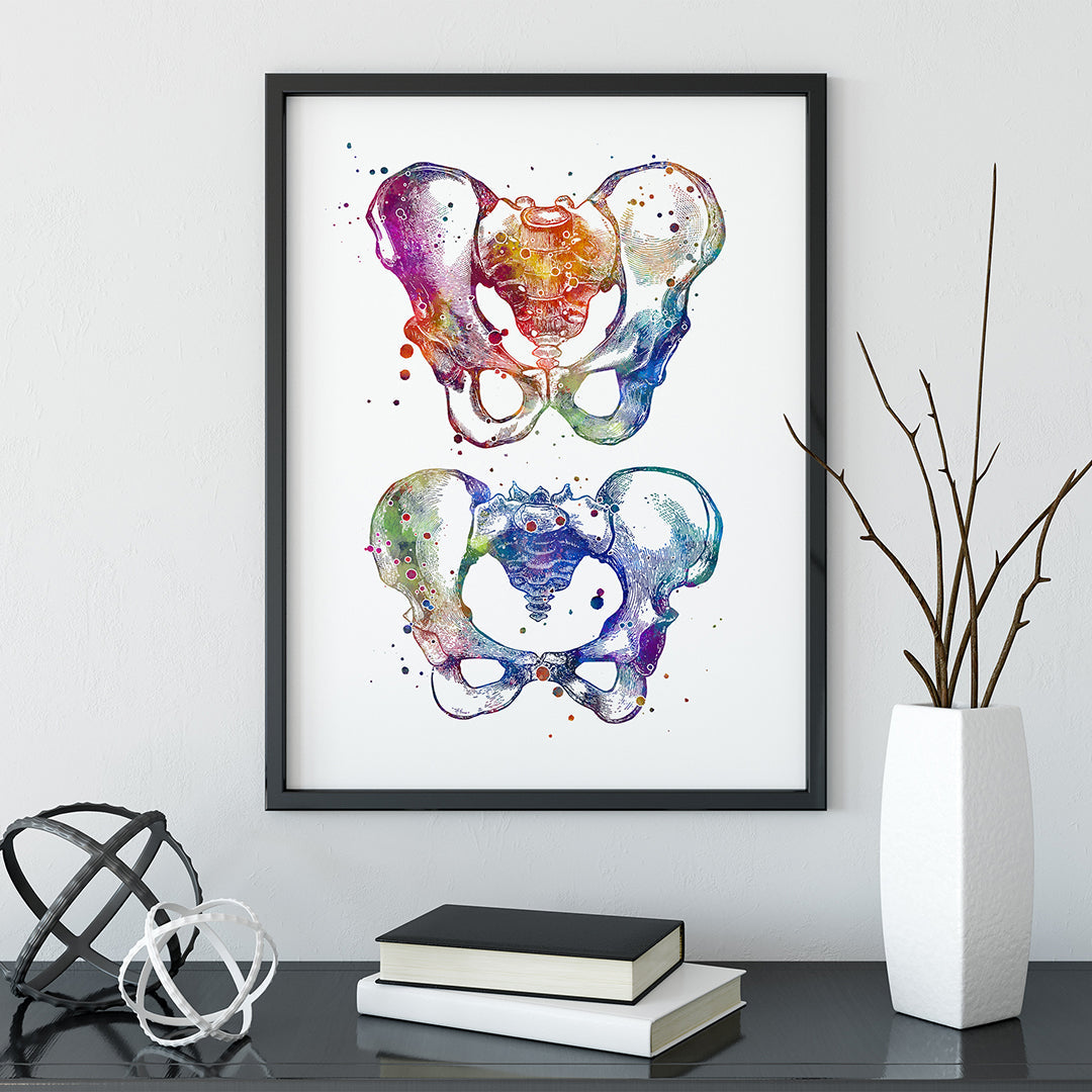 Male and Female Pelvis Anatomical Art Print