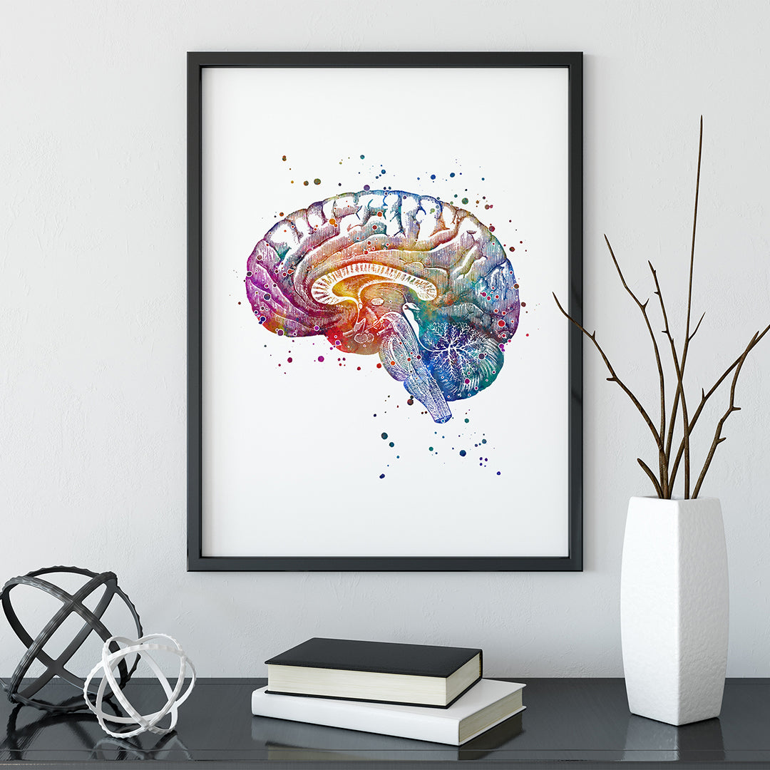 Human brain anatomy watercolor artwork, vibrant print ideal for neurology offices and healthcare decor.