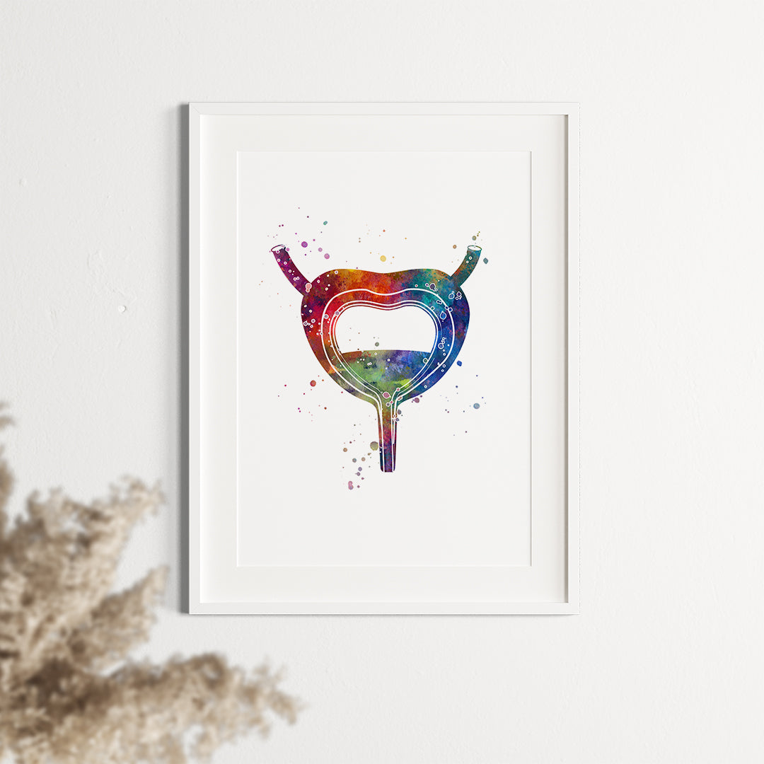 Artistic bladder anatomy watercolor poster for medical offices, ideal for urologists' walls