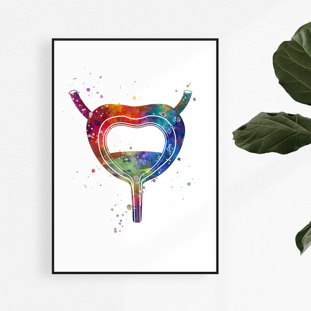 Watercolor Bladder Anatomy Art Print, perfect for urology clinic decor or medical office wall art