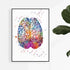 Colorful brain anatomy watercolor print, a vibrant addition for medical offices or neuroscience-themed decor.