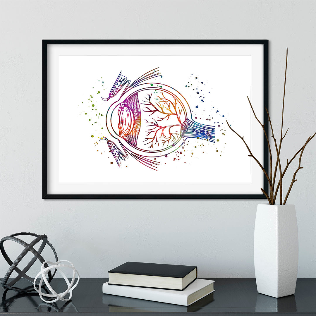 Eye anatomy watercolor print with vivid colors, adding educational charm to your space.