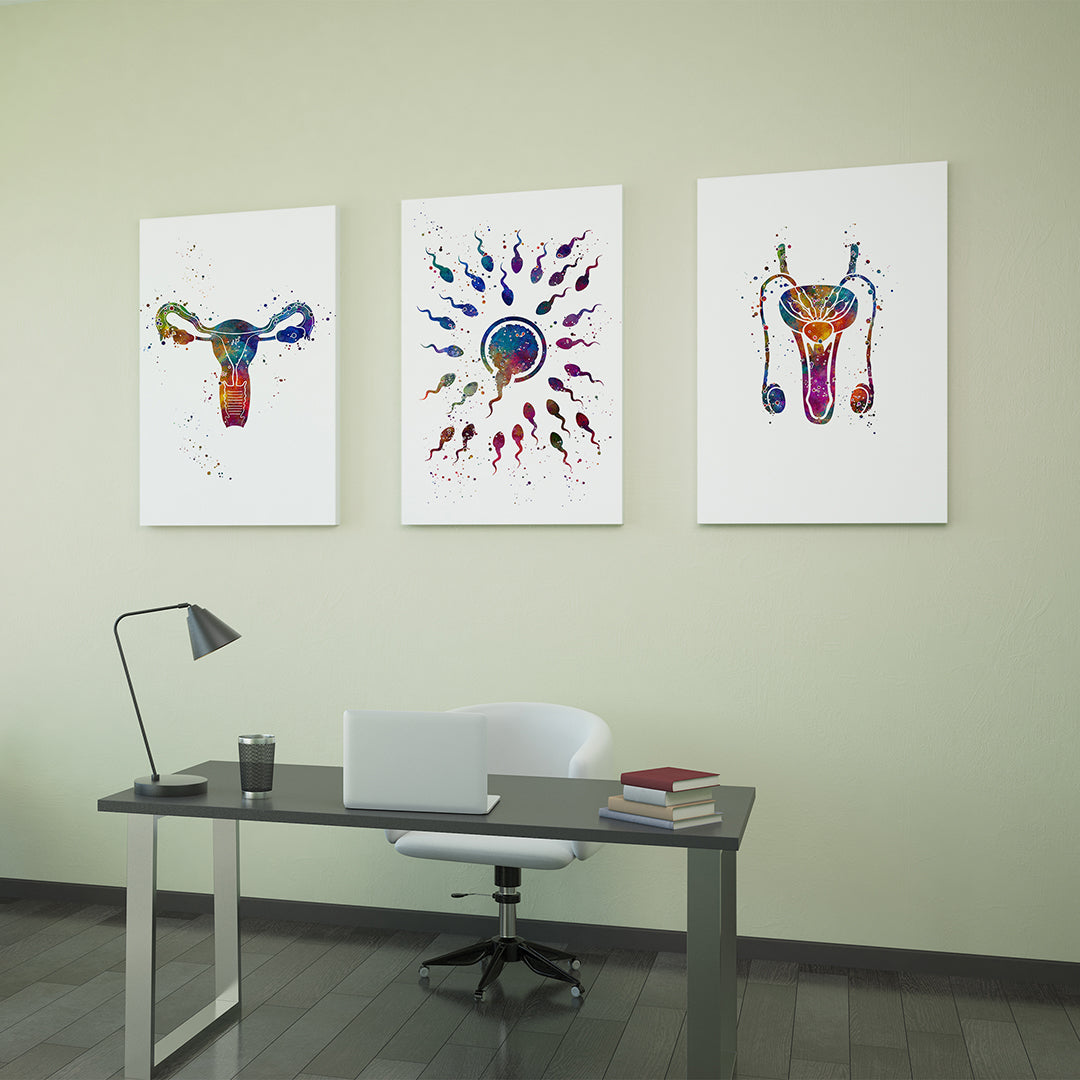 Colorful reproductive system anatomy and fertilization watercolor prints, beautifully crafted for medical professionals and biology lovers