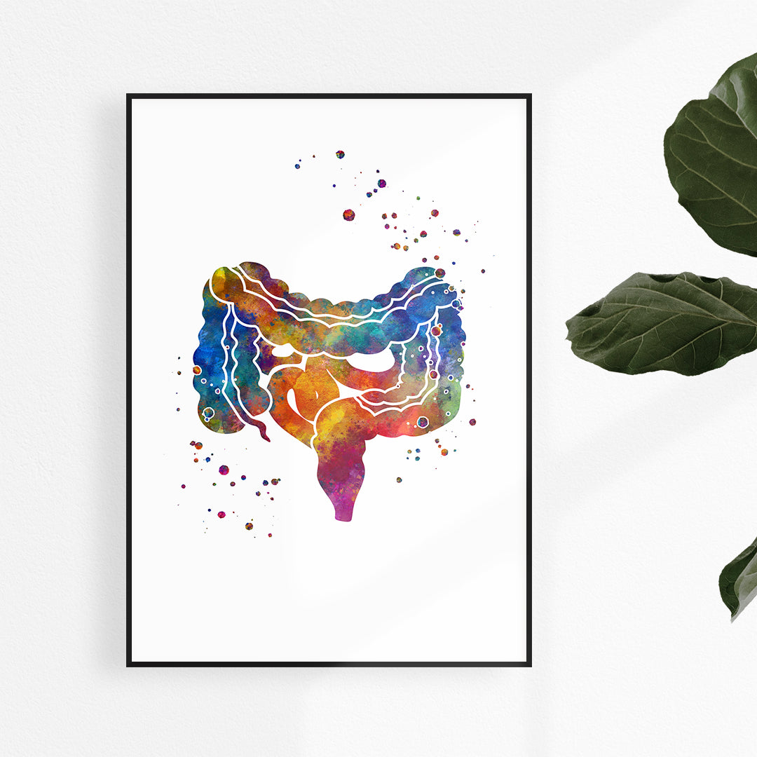 Large and Small Intestine, Gi Tract Watercolor Art Print