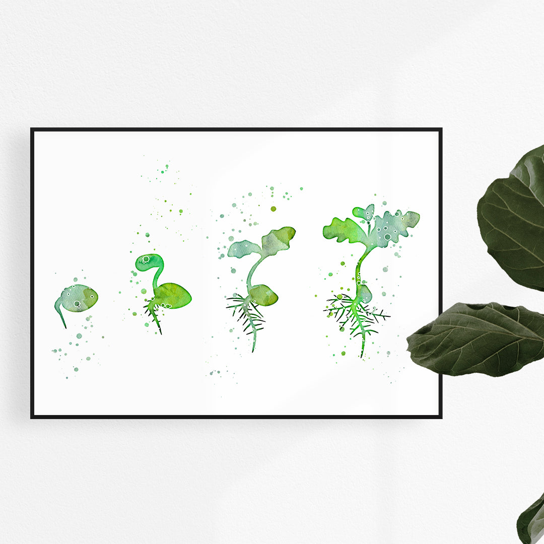 Green watercolor germination art print showing seed stages, perfect for classrooms.