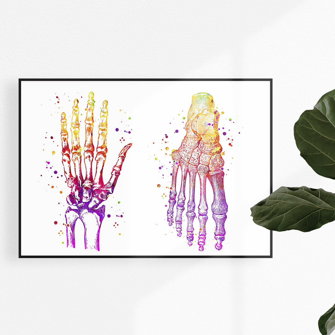 Human Hand and Foot Bones Watercolor Art Print