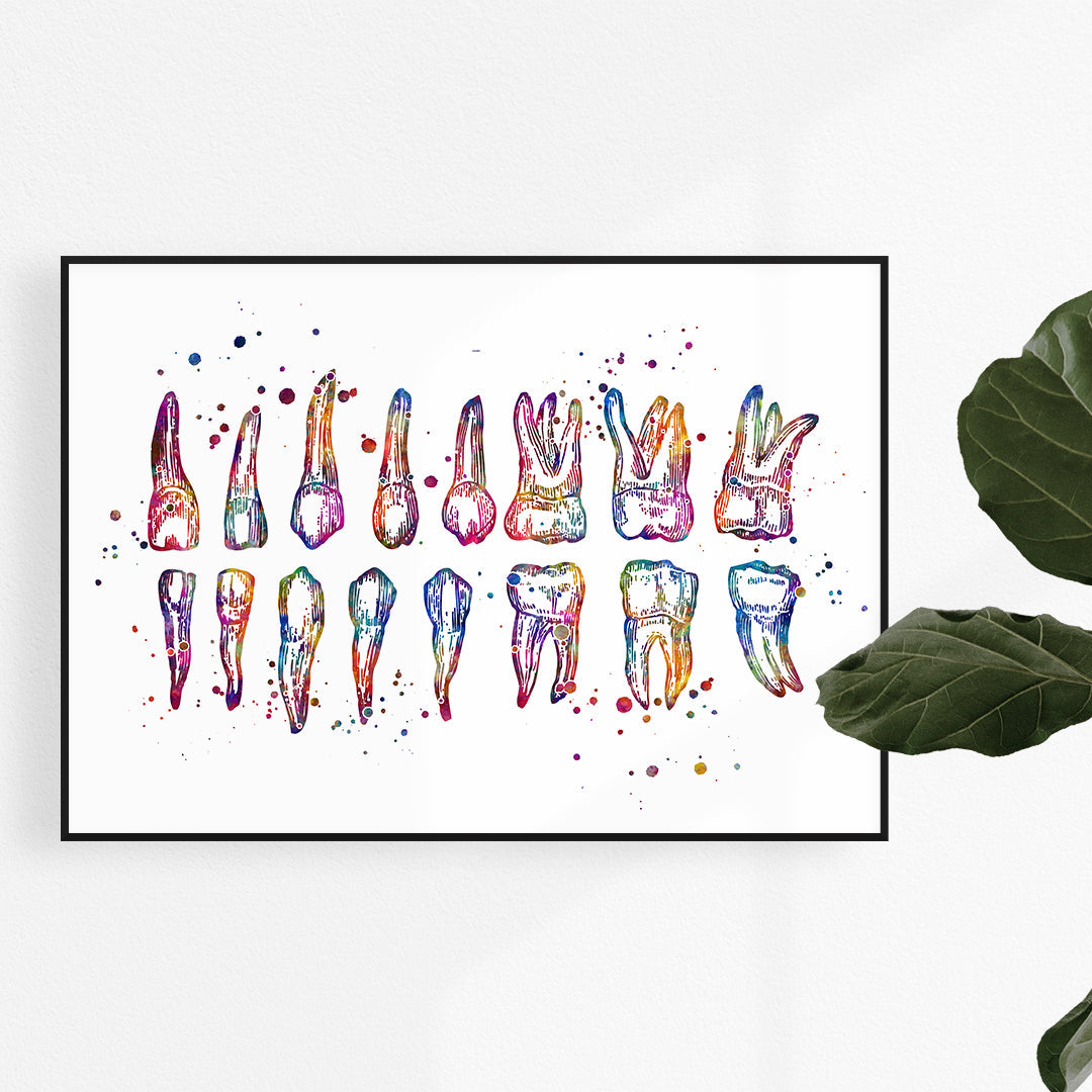 Human Teeth Chart Dental Watercolor Art Print