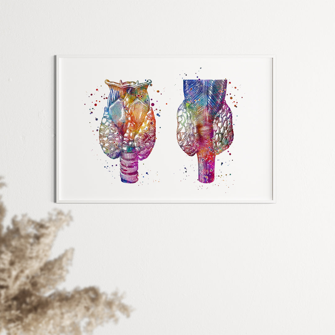 Thyroid gland anatomy print in vibrant watercolor, perfect for medical offices or anatomy enthusiasts.