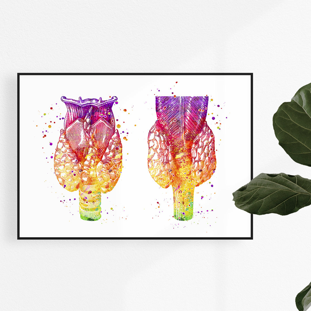 Human Thyroid Gland Watercolor Anatomical Art Print