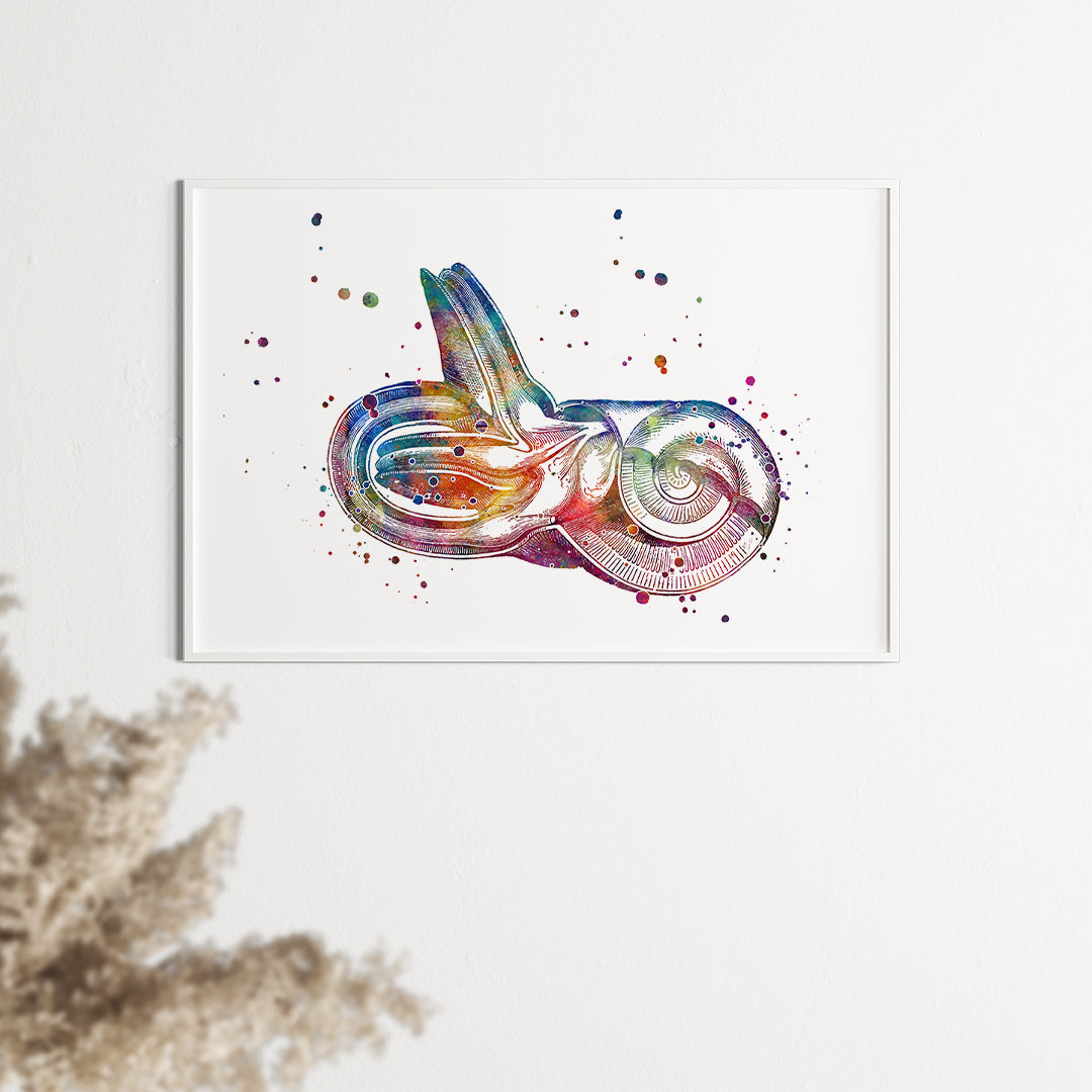 Colorful anatomy print of the inner ear, ideal for ENT clinic decor and audiology enthusiasts