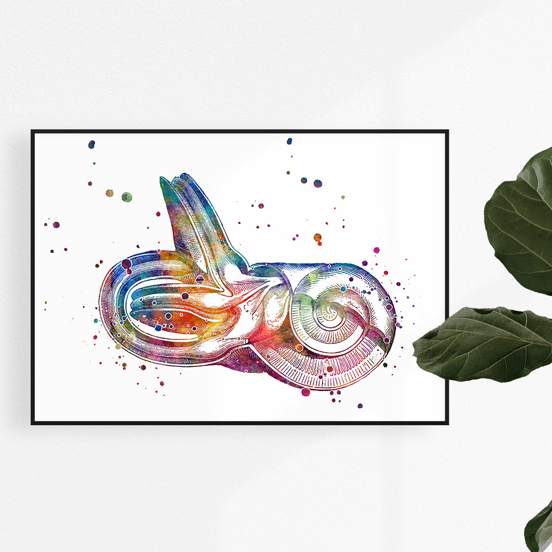 Inner Ear Anatomy Art Print in vibrant watercolor, perfect for audiologists and ENT office decor.