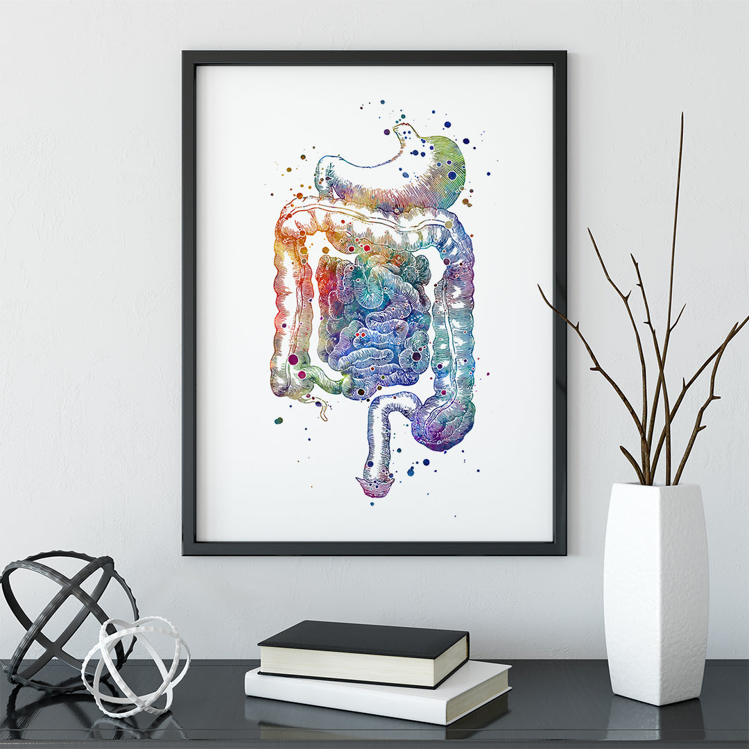 Digestive System Poster Internal Organs Anatomical Print