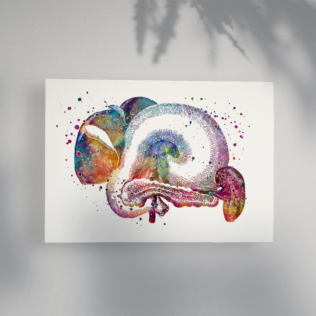 Liver Pancreas Spleen Stomach Gallbladder Anatomical Art Print