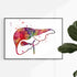 Liver and Gall Anatomical Watercolor Print