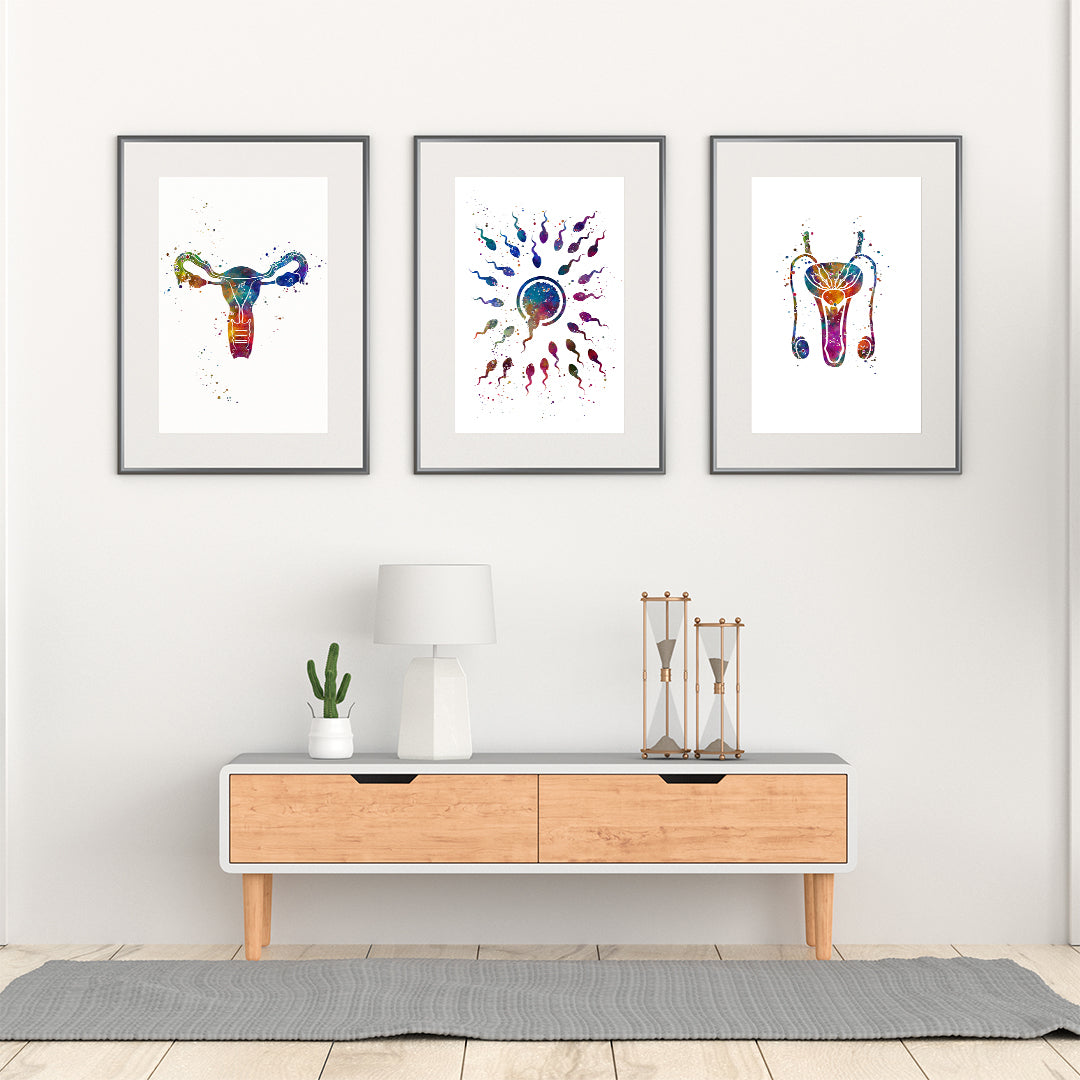 Set of 3 prints featuring detailed watercolor art of male and female reproductive systems and fertilization process, for medical offices