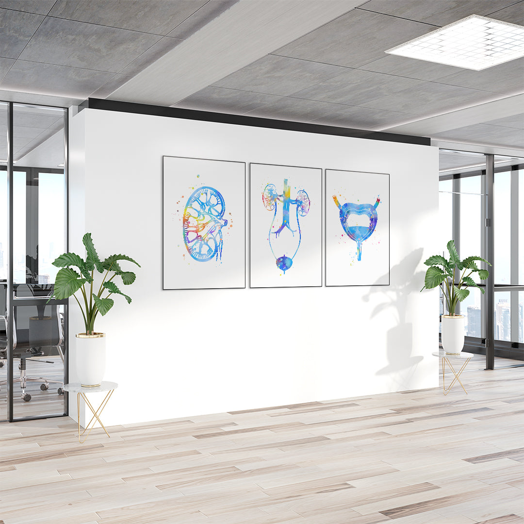 Vibrant set of urology-themed anatomical watercolor prints, ideal for urology clinics or healthcare office walls