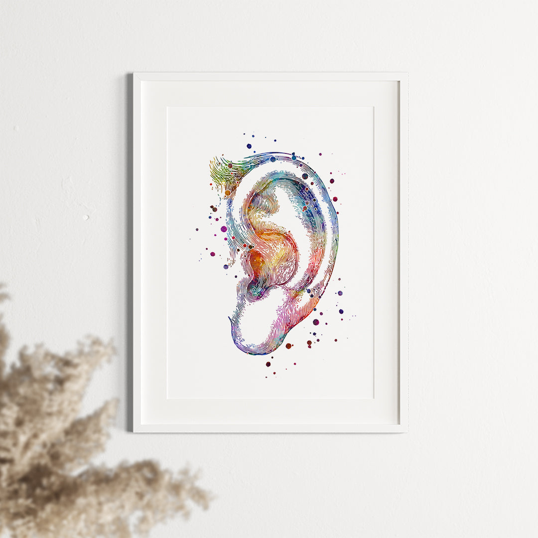 Human Outer Ear the Auricle Watercolor Art Print