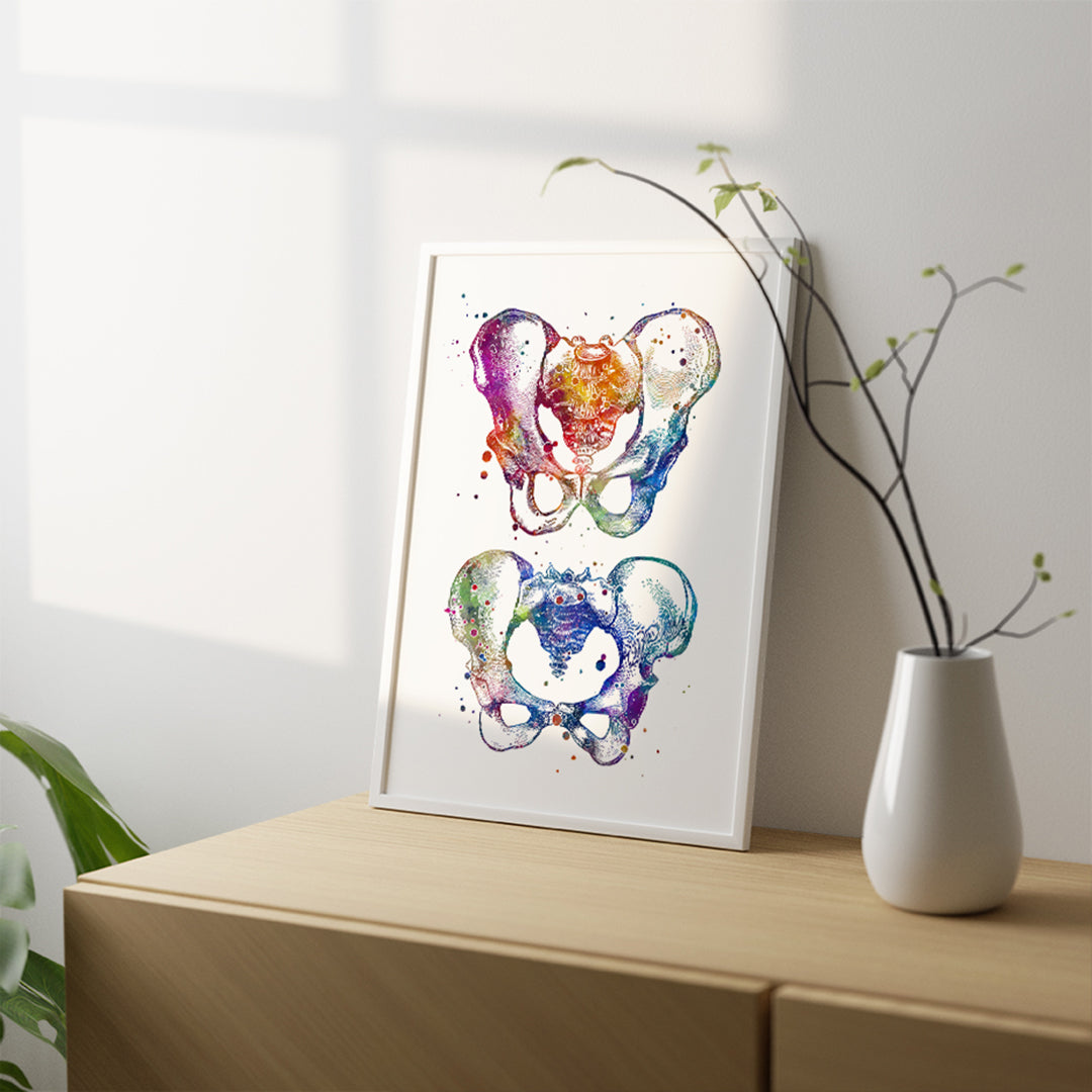 Male and Female Pelvis Anatomical Art Print