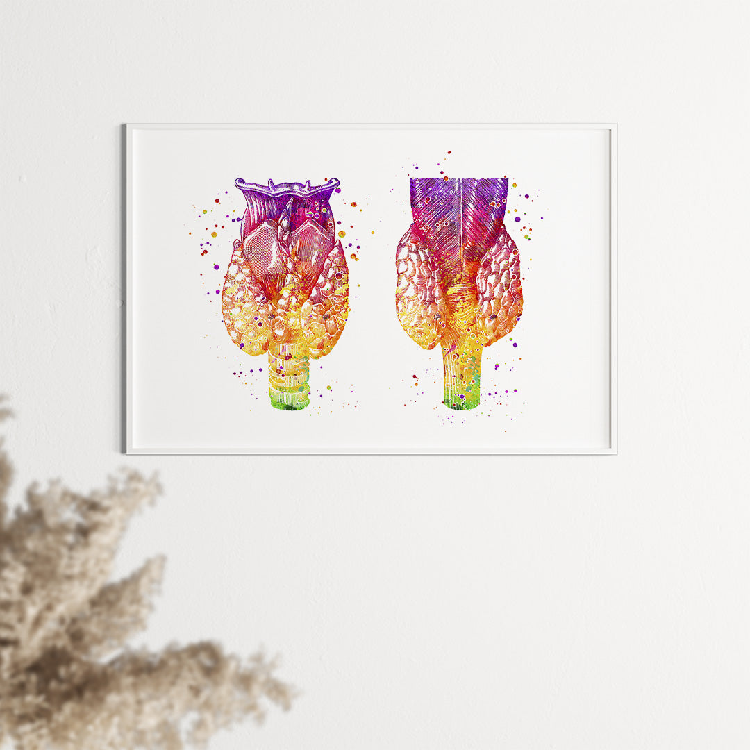 Anatomical thyroid gland illustration in vibrant colors, adding a unique artistic touch to healthcare decor.