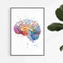 Human brain anatomy watercolor print, colorful neuroanatomy art for medical offices or neuroscience clinics.