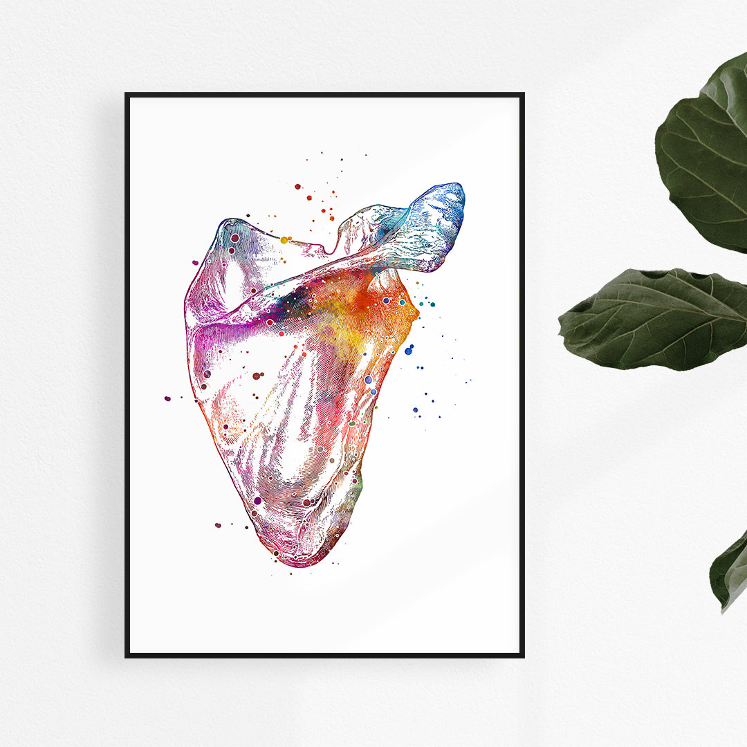 Skapula chiropractic watercolour prints for office