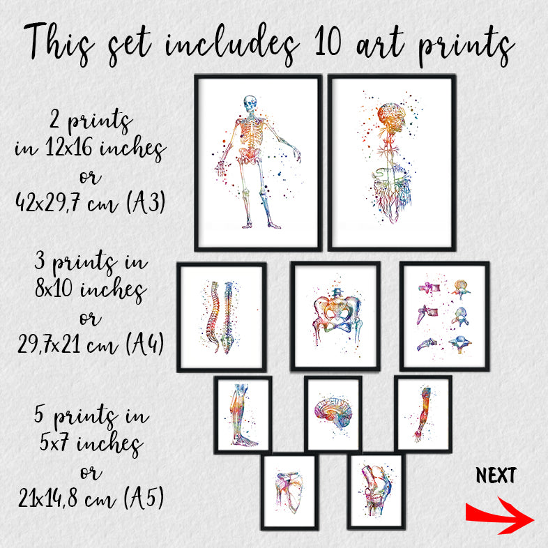 Collection of 10 anatomy prints in various sizes, showcasing the skeleton, brain, joints, and spine for modern medical decor.