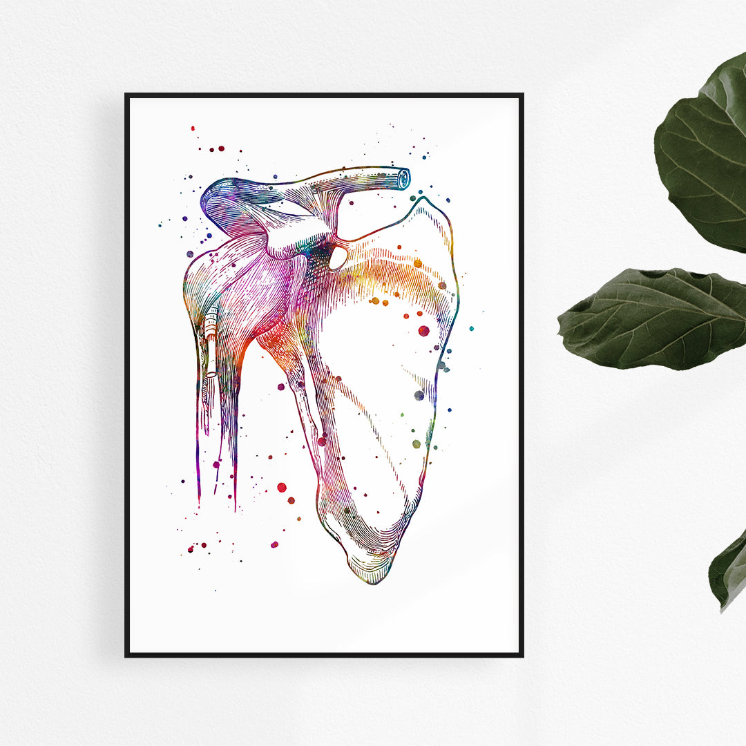 Colorful watercolor print of the shoulder joint, perfect for orthopedic office decor.