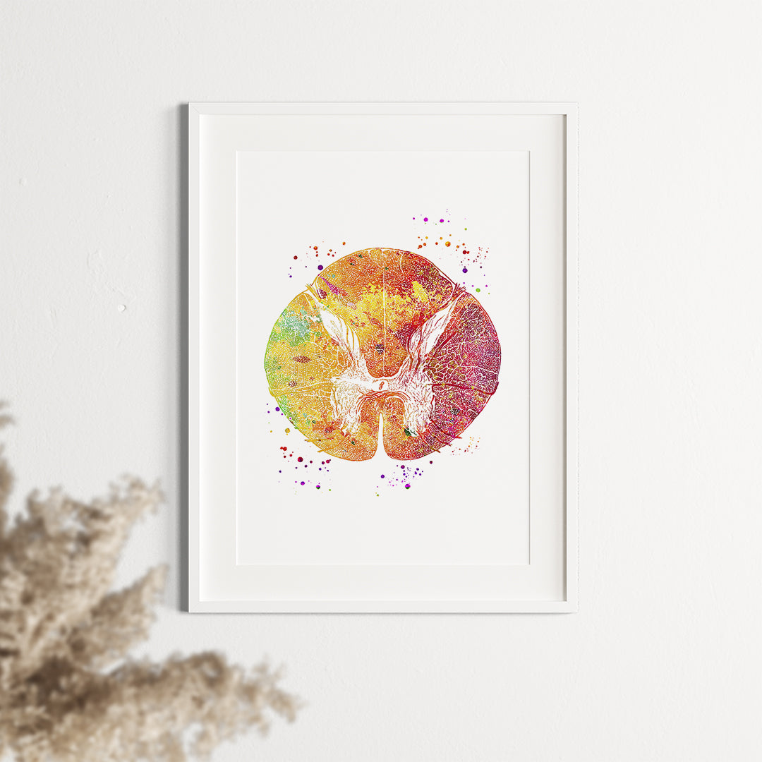 Thoracic Vertebrae Anatomy Art Print, watercolor depiction of the spinal cord, perfect for neurologists and spine specialists.