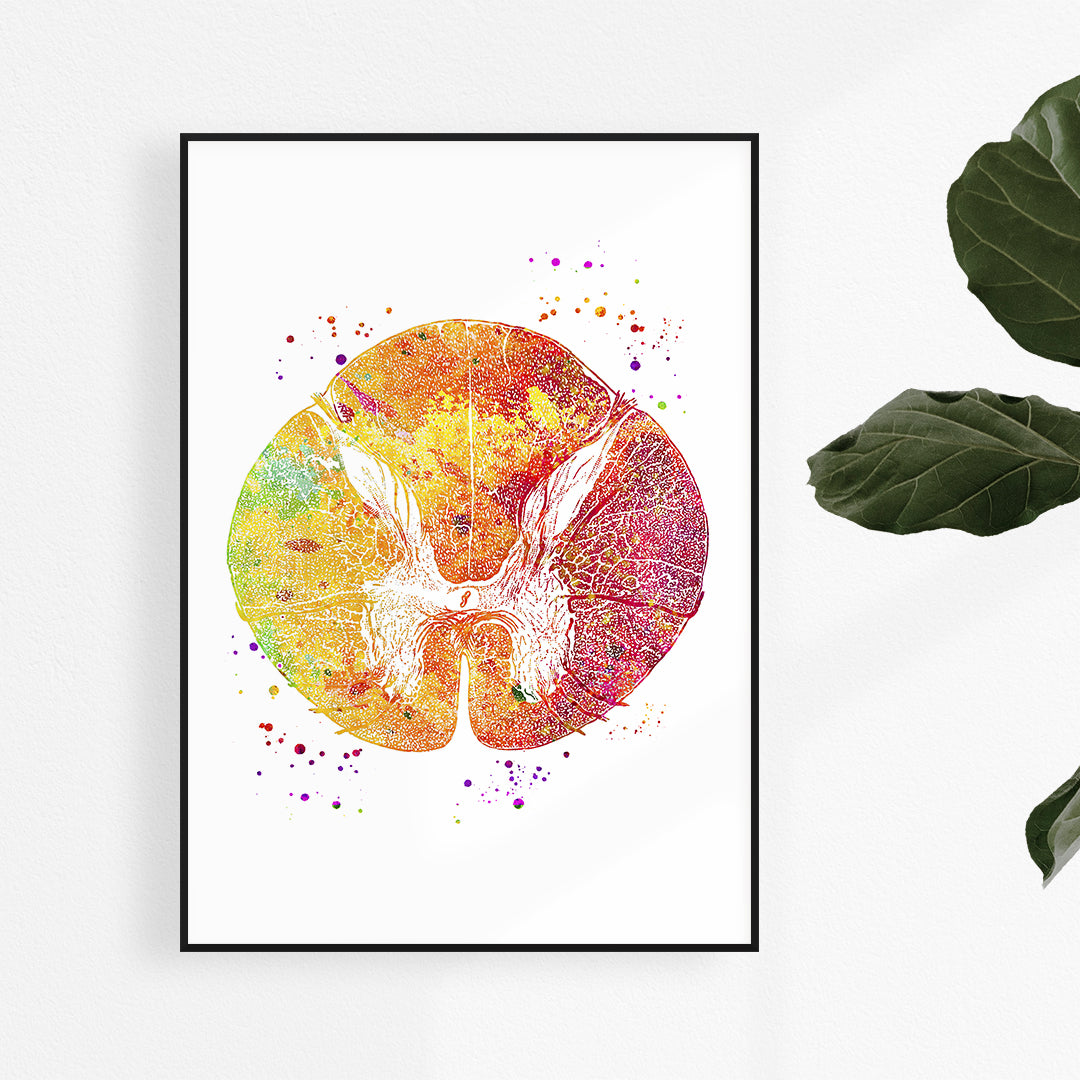 Thoracic Vertebrae and Spinal Cord Cross-Section Watercolor Print, detailed anatomy art for medical offices and educational spaces