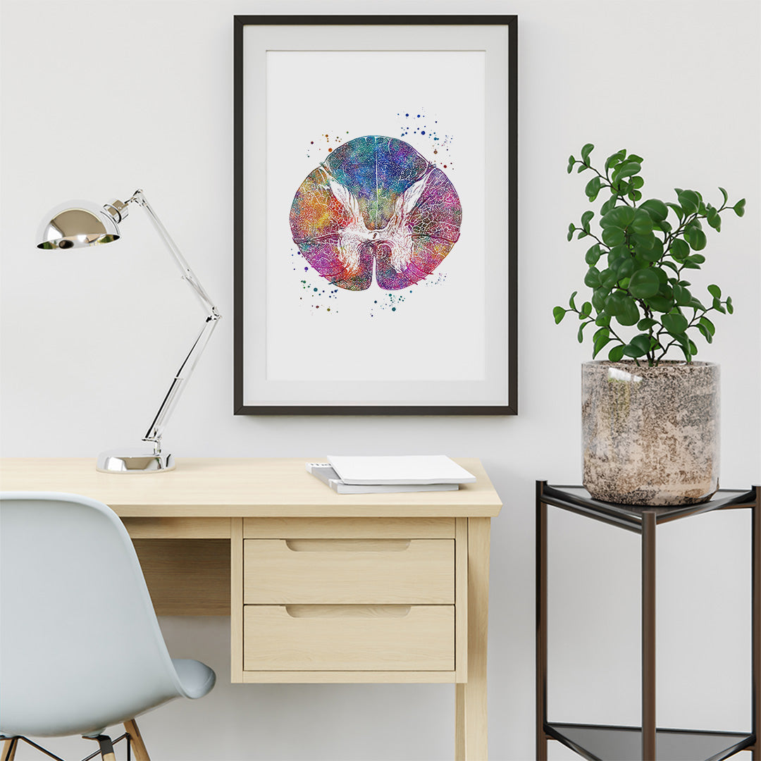 Thoracic Spinal Cord Cross Section Art Print