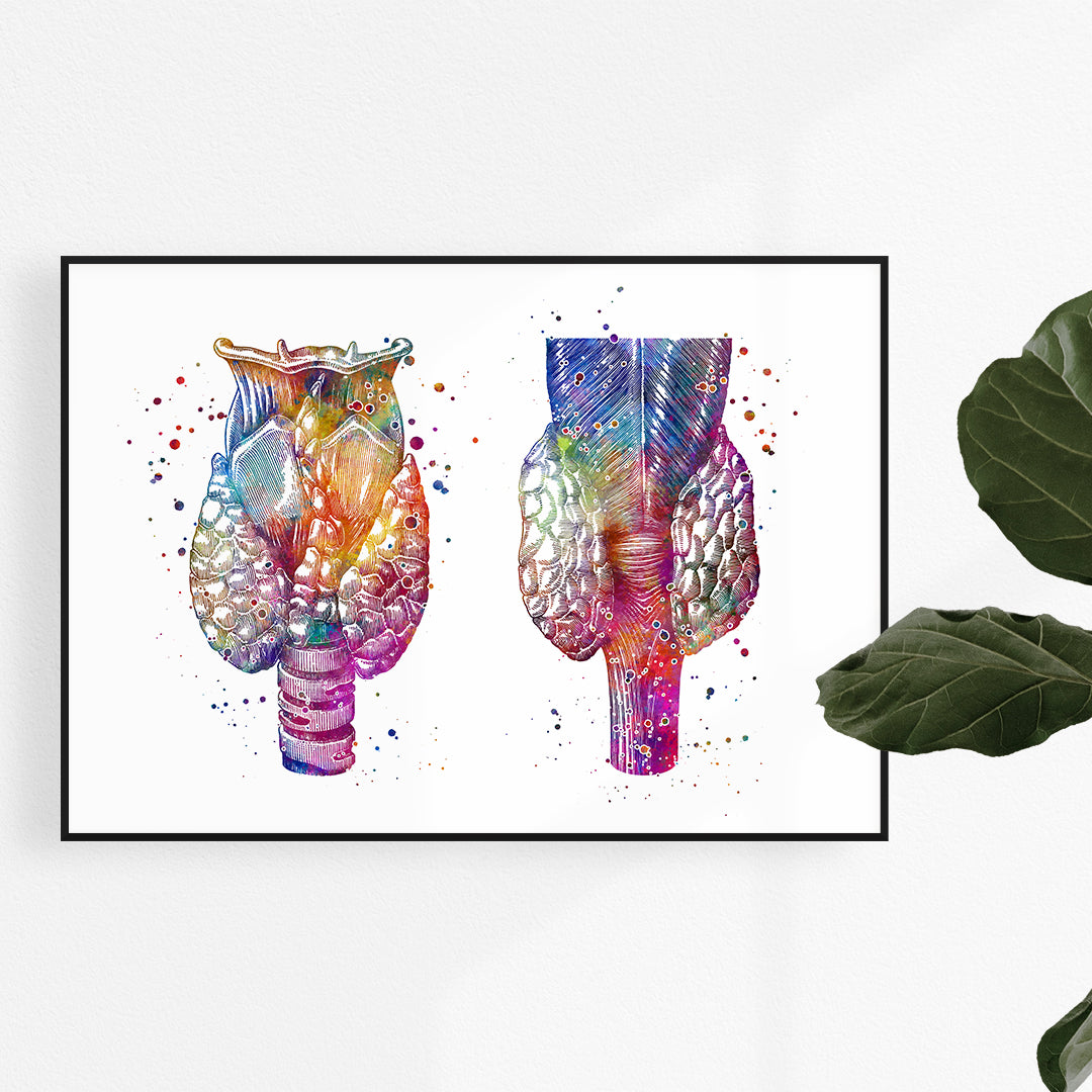 Colorful watercolor anatomy art print of the thyroid gland, showcasing its structure in vibrant, multicolored hues