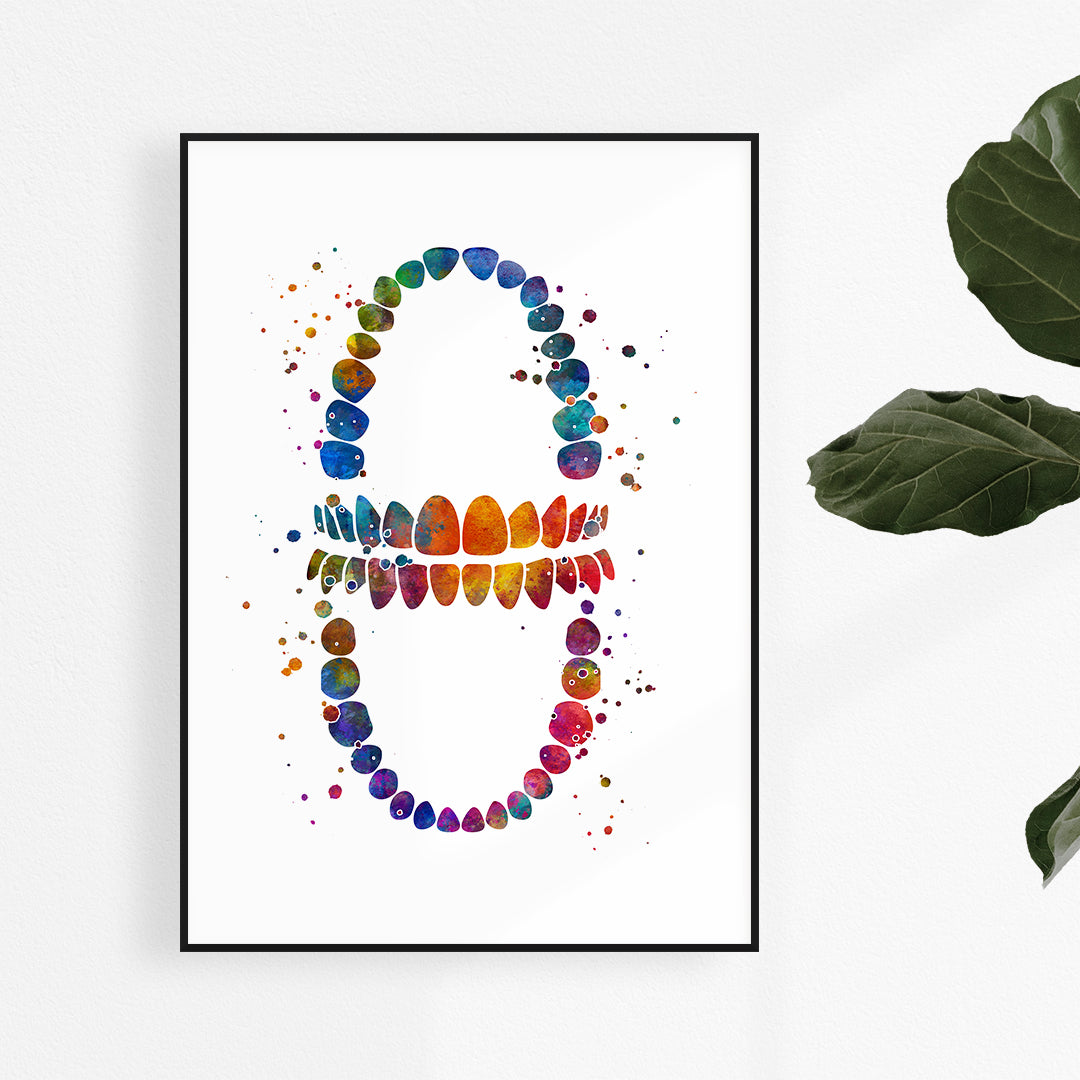 Watercolor tooth chart print, perfect for dental office decor and educational display