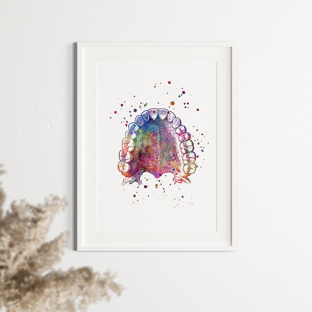Tooth and Palate Anatomy Print – Colorful Dental Wall Art