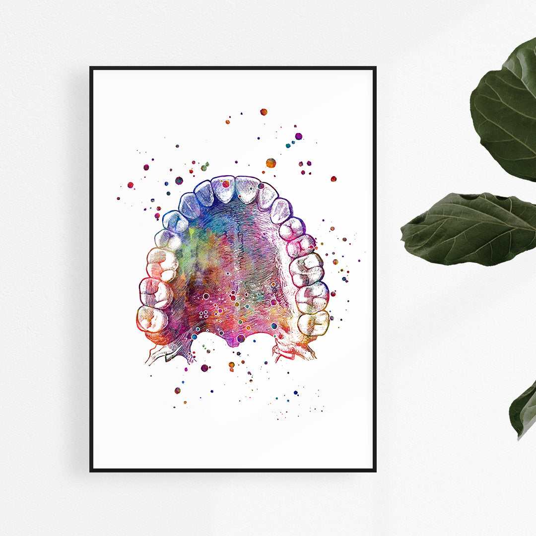 Tooth and Palate Anatomy Print – Colorful Dental Wall Art