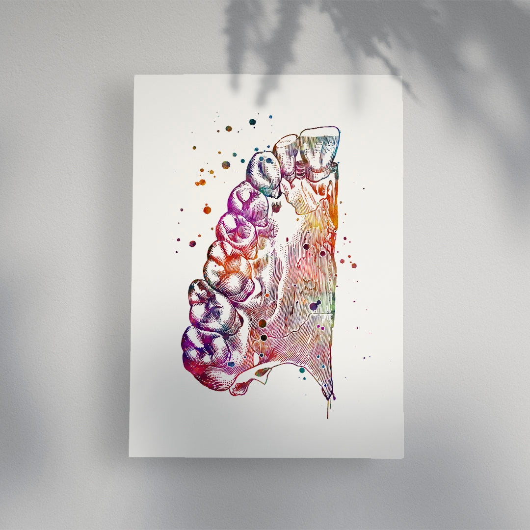 Upper Jaw Anatomy Art Print