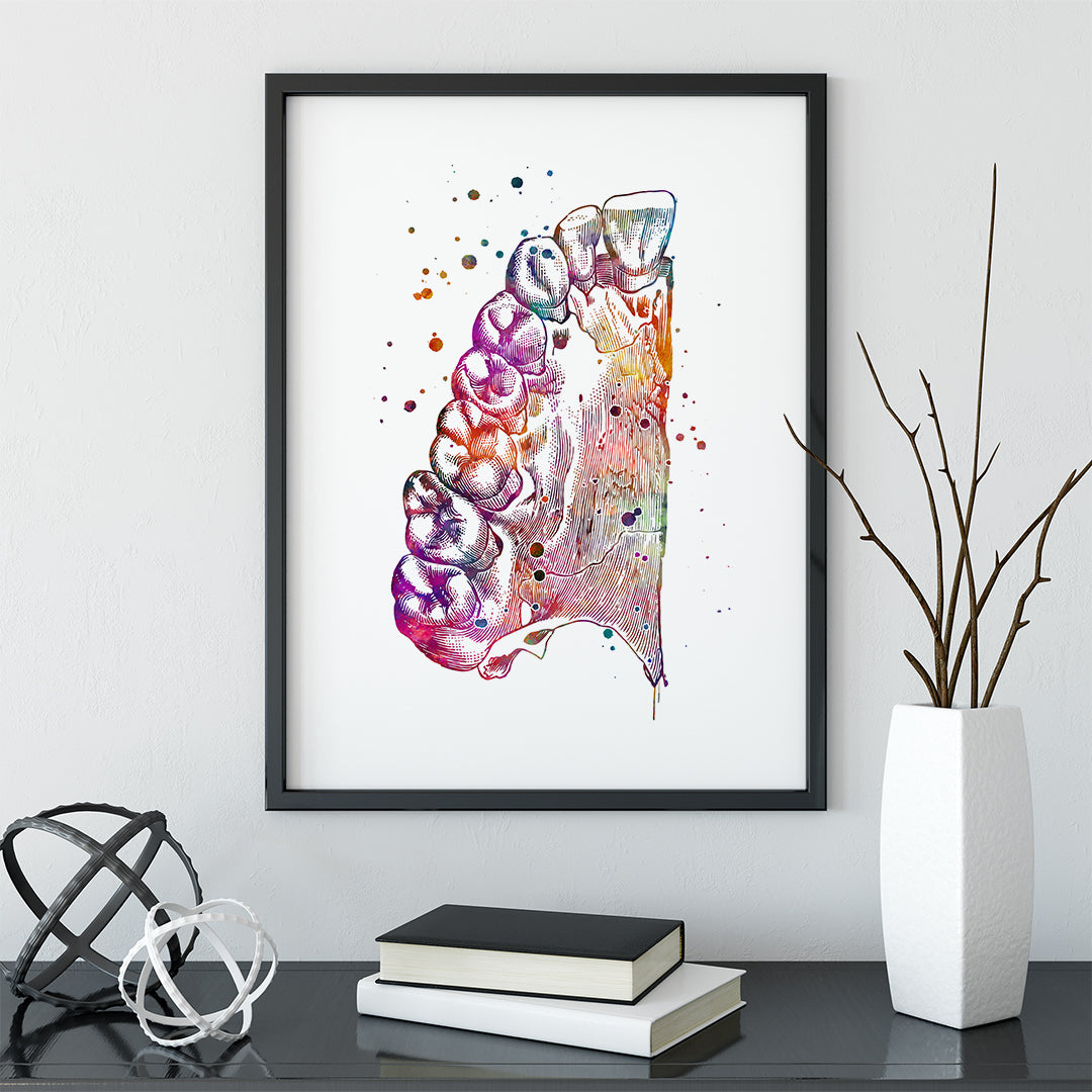Upper Jaw Anatomy Art Print