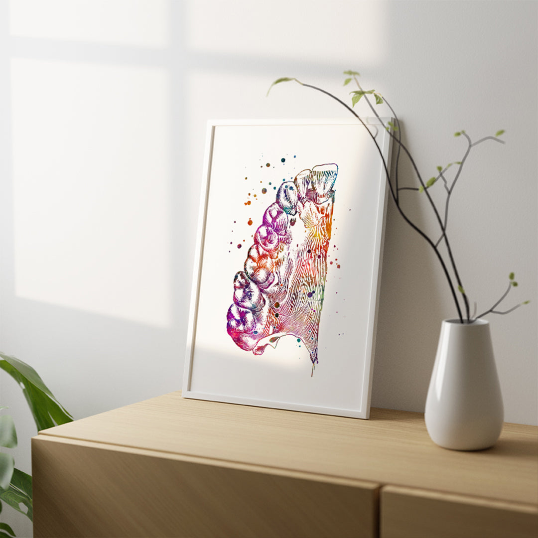 Upper Jaw Anatomy Art Print