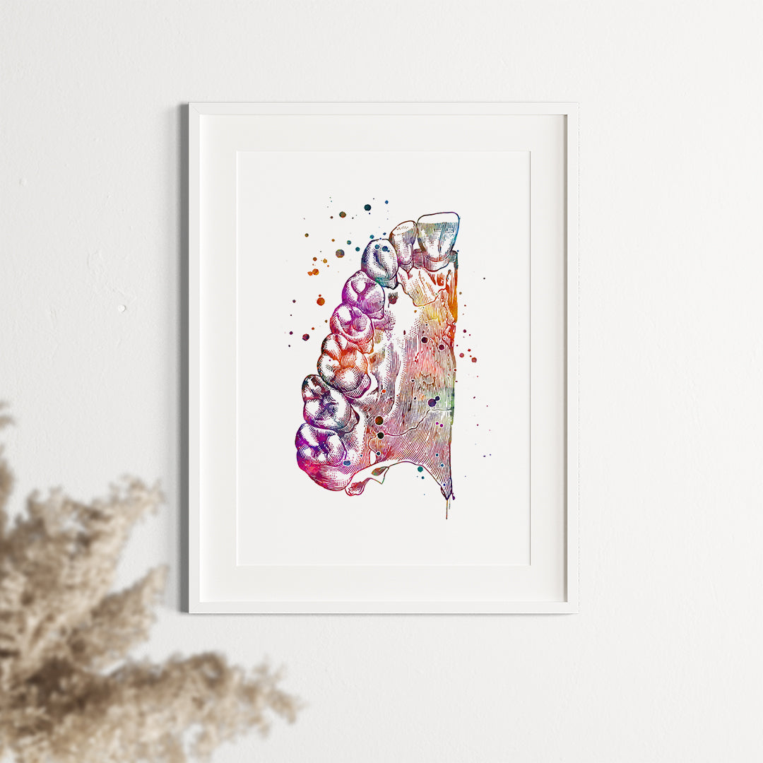 Watercolor print of upper jaw anatomy with teeth, perfect for dental office decor.