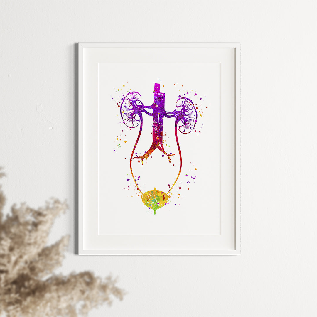 Urinary tract illustration in watercolor, a vibrant and informative print for urology and nephrology specialists