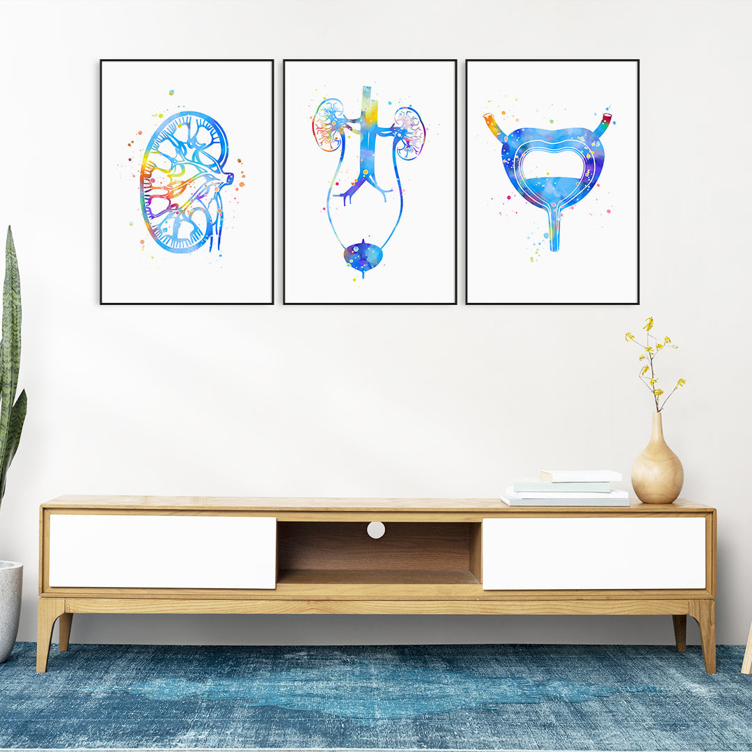 Medical Art for Urology Clinics - Set of 3 Watercolor Prints