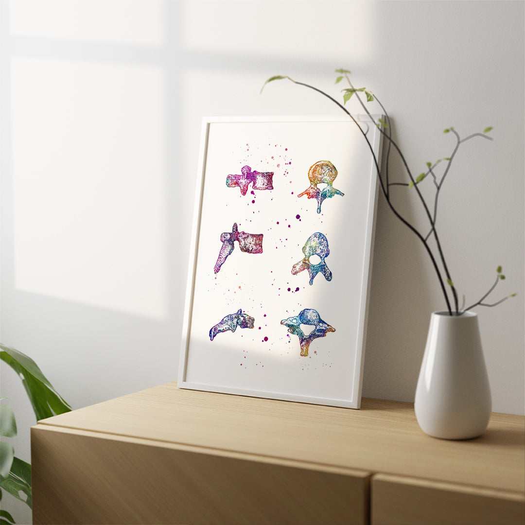 Vertebrae Bones Human Anatomy Watercolor Print