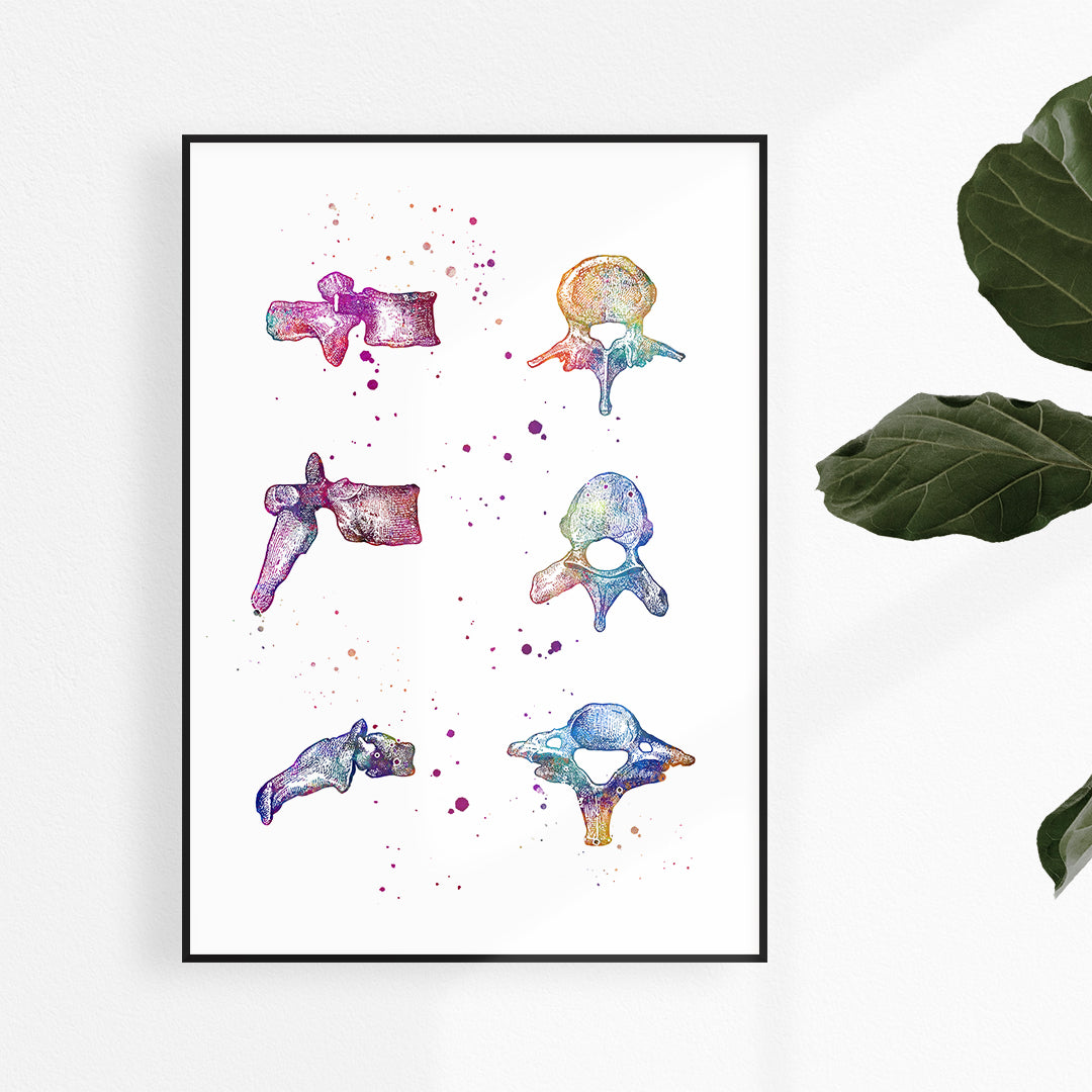 Vertebrae Bones Human Anatomy Watercolor Print