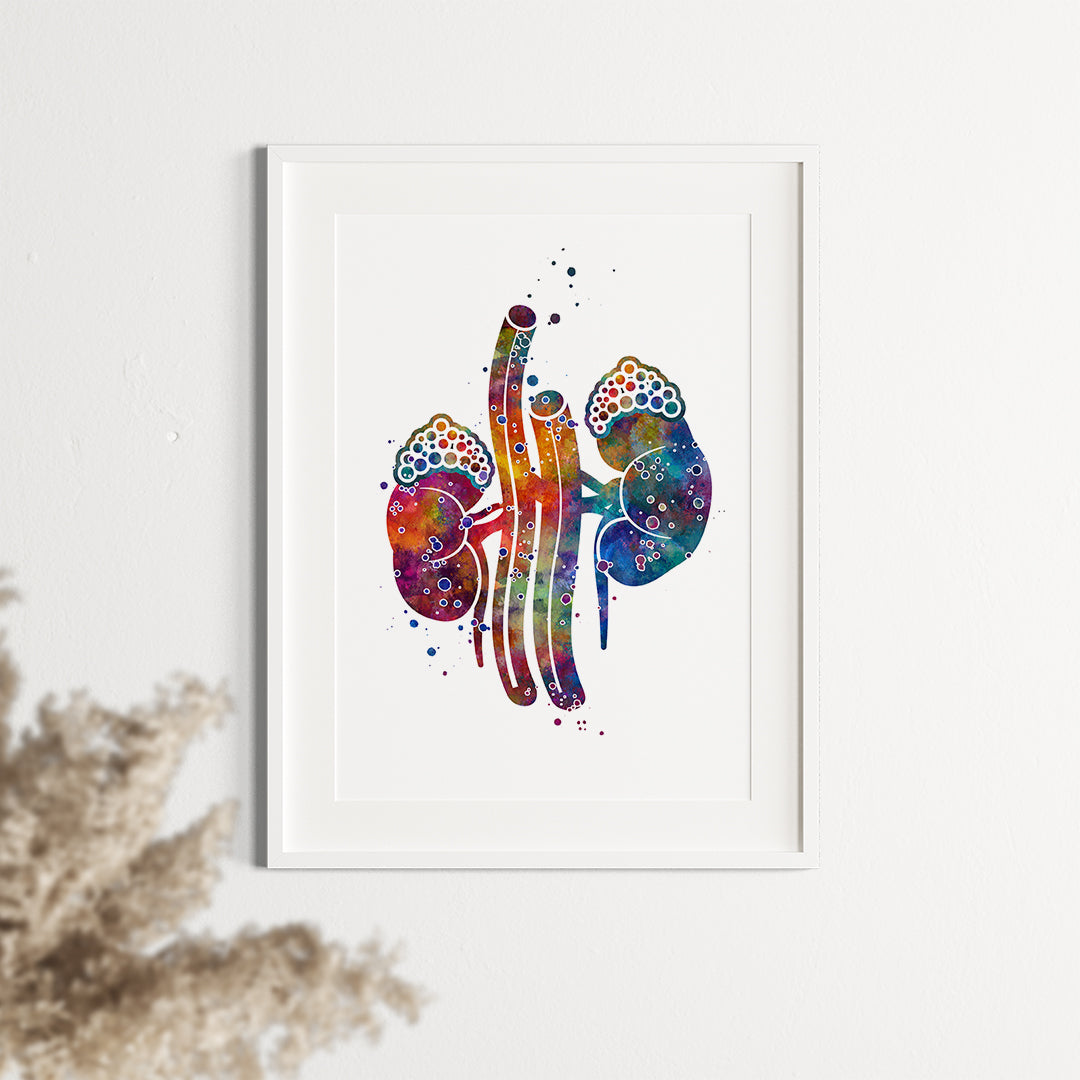 Kidney with Adrenal Gland Watercolor Art Print