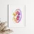 Stylish kidney watercolor poster for urology or nephrology clinic decor, ideal for medical professionals