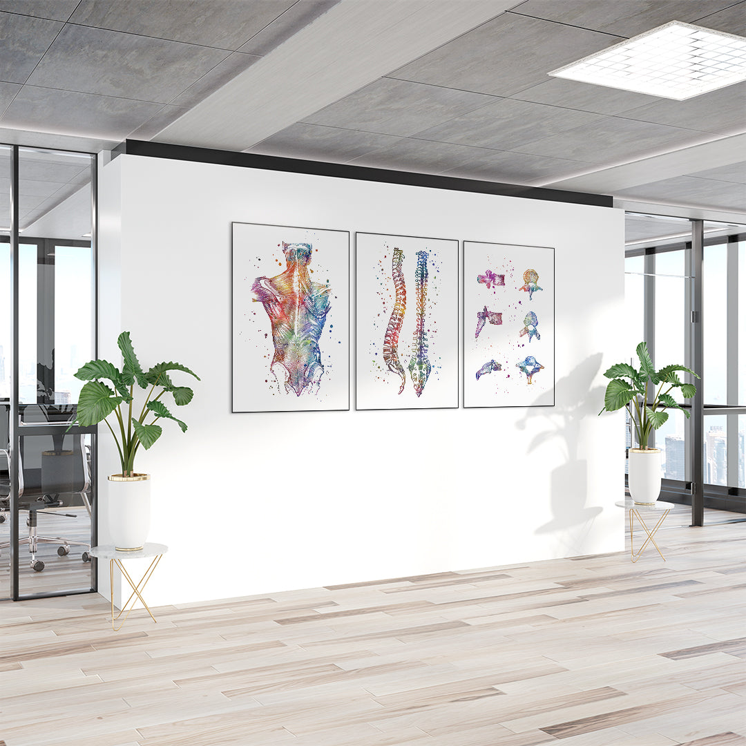 Vibrant vertebrae watercolor artwork for orthopedic or chiropractic settings.