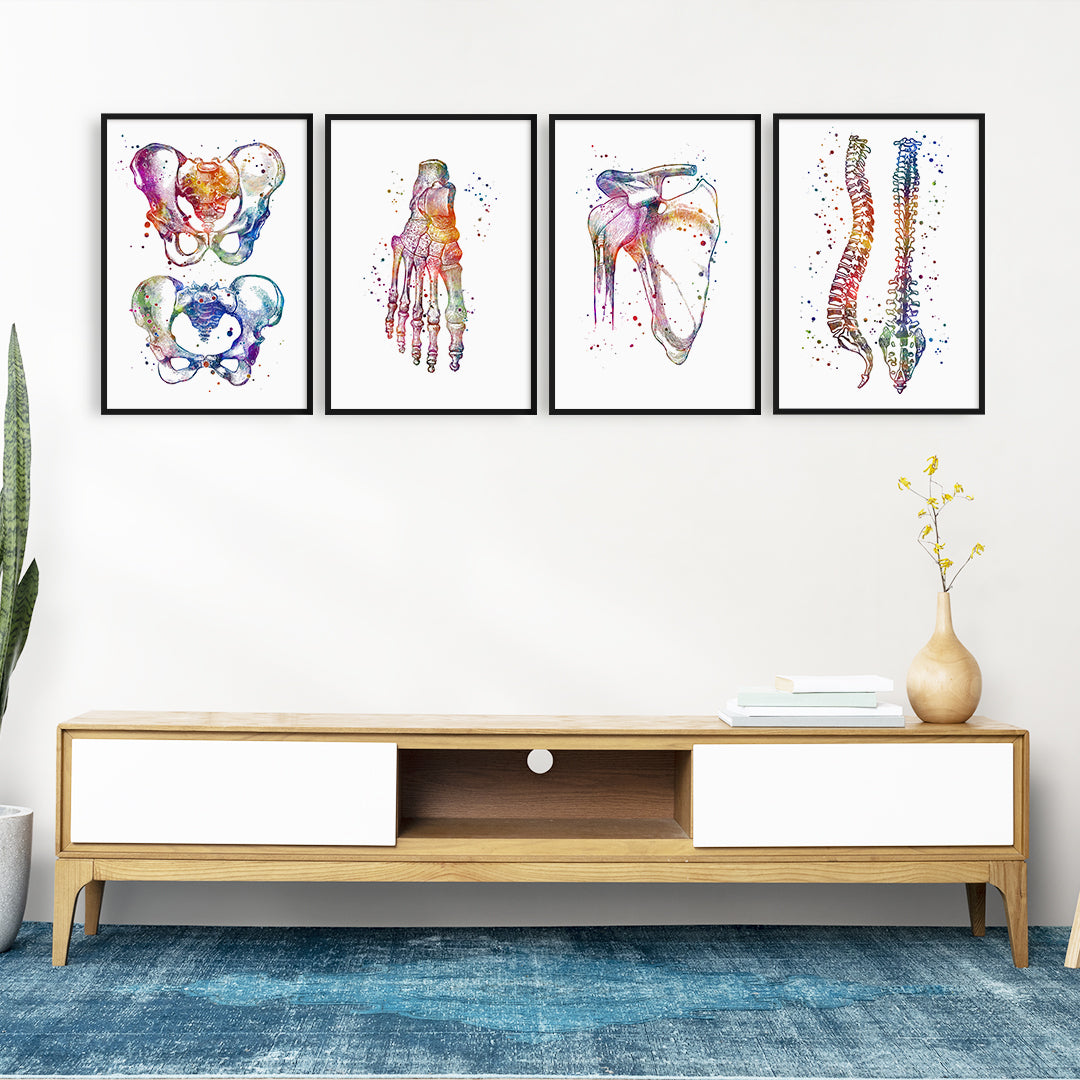 Set of 4 colorful anatomical art prints for medical office decor.