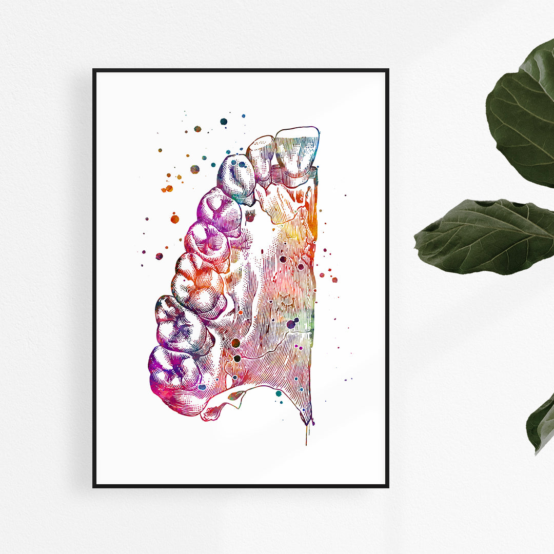 Upper jaw with teeth watercolor print for dentist office decor